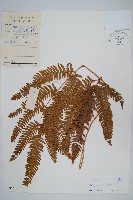 藏品(紫軸鳳尾蕨)的圖片