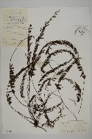 藏品(鞭葉鐵線蕨)的圖片