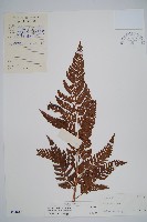 藏品(落鱗鱗毛蕨)的圖片
