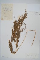 藏品(日本金粉蕨)的圖片