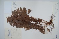 藏品(腎蕨)的圖片