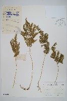 藏品(異葉卷柏)的圖片