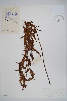 藏品(中華金星蕨)的圖片