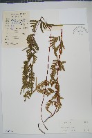 藏品(天草鳳尾蕨)的圖片
