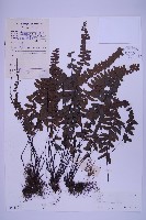 藏品(生芽鐵角蕨)的圖片