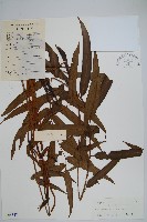 藏品(華中瘤足蕨)的圖片