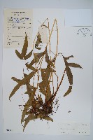 藏品(溪鳳尾蕨)的圖片