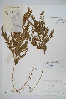 藏品(異葉卷柏)的圖片