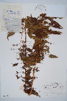 藏品(中華桫欏)的圖片