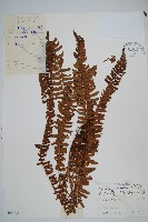 藏品(臺東耳蕨)的圖片