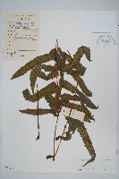 藏品(擬毛蕨)的圖片