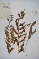 藏品(离脈柳葉蕨)的圖片