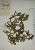 藏品(生根卷柏)的圖片