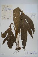 藏品(箭葉星蕨)的圖片