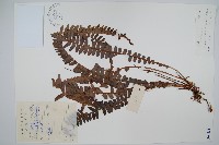 藏品(腎蕨)的圖片