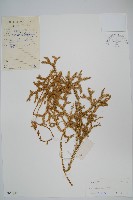 藏品(石松)的圖片