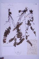 藏品(生芽鐵角蕨)的圖片