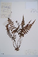 藏品(假蹄蓋蕨)的圖片