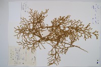 藏品(燈龍草)的圖片