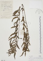 藏品(毛蕨)的圖片