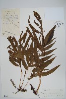 藏品(曲邊線蕨)的圖片