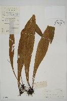 藏品(劍葉鐵角蕨、箭葉鐵角蕨)的圖片