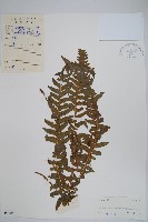 藏品(翅軸假金星蕨、短柄卵果蕨)的圖片