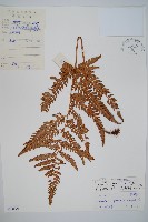 藏品(南海鱗毛蕨)的圖片