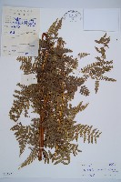 藏品(姬蕨)的圖片