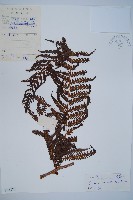 藏品(金狗毛蕨)的圖片