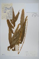 藏品(全緣鳳尾蕨)的圖片