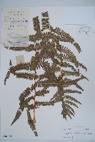 藏品(密毛蕨、巒大蕨)的圖片
