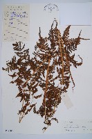 藏品(異裂短腸蕨)的圖片