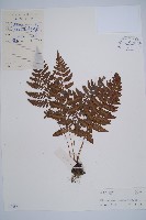 藏品(中越蹄蓋蕨)的圖片