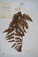 藏品(貞蕨)的圖片