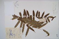 藏品(福建蓮座蕨)的圖片