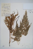 藏品(日本金粉蕨)的圖片