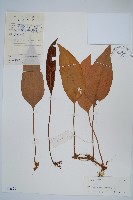 藏品(石葦)的圖片