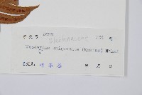 藏品(生芽狗脊蕨、頂芽狗脊蕨)的圖片