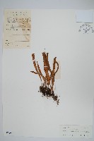 藏品(瓦葦)的圖片