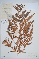 藏品(東方狗脊蕨)的圖片