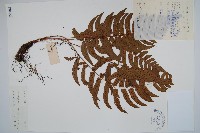 藏品(迷人鱗毛蕨、異蓋鱗毛蕨)的圖片