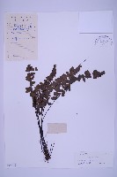 藏品(生芽鐵角蕨)的圖片