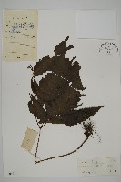 藏品(三叉蕨)的圖片