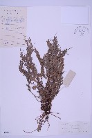 藏品(長生鐵角蕨)的圖片