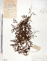 藏品(海金沙)的圖片