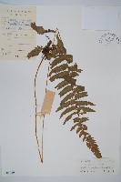 藏品(邊緣鱗蓋蕨)的圖片