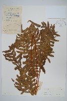 藏品(溪鳳尾蕨)的圖片