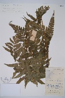 藏品(淡綠短腸蕨)的圖片