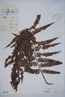 藏品(金狗毛蕨)的圖片